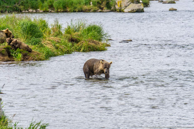 Репортаж от натуралиста Валерия Гикавого: "Как я медведей в дикой природе фотографировал"