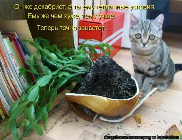 Лучшая котоматрица недели
