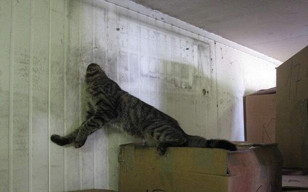 Кот попытался свалить из контейнера через дырку в стенке