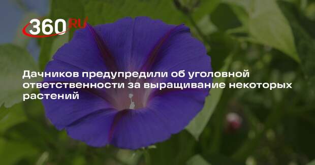 Юрист Рычков: за выращивание голубого лотоса грозит до 8 лет тюрьмы