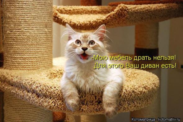 Котоматрицы(картинки с надписями)