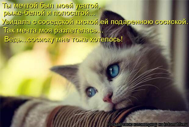 Котоматрица: Ты мечтой был моей усатой, Увидала с соседской киской,ей подаренною сосиской. Так мечта моя разлетелась... Ведь...сосиску мне тоже хотелось! р