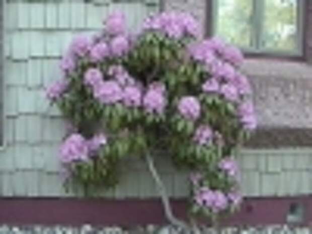 rododendron4