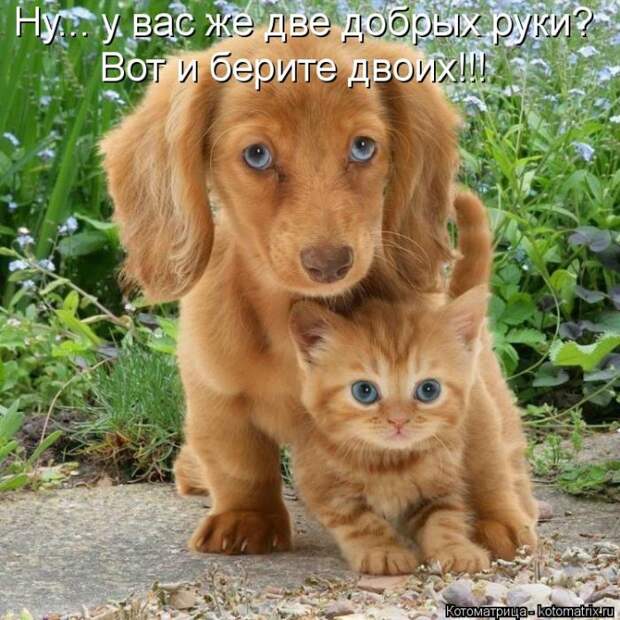 Лучшие котоматрицы недели (50 фото)