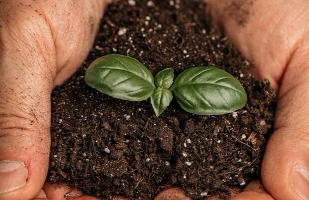 Плодородный слой земли исчезает: что разрушает почву