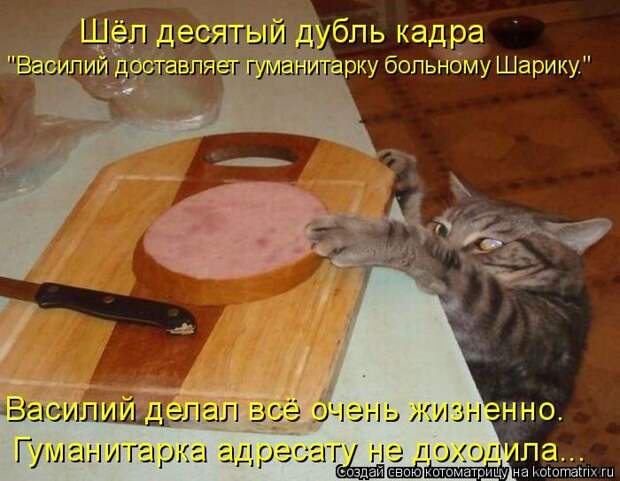 Лучшие котоматрицы недели (50 фото)