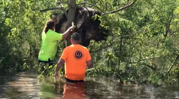 Cow Stuck In Tree Louisiana Hurricane Ida