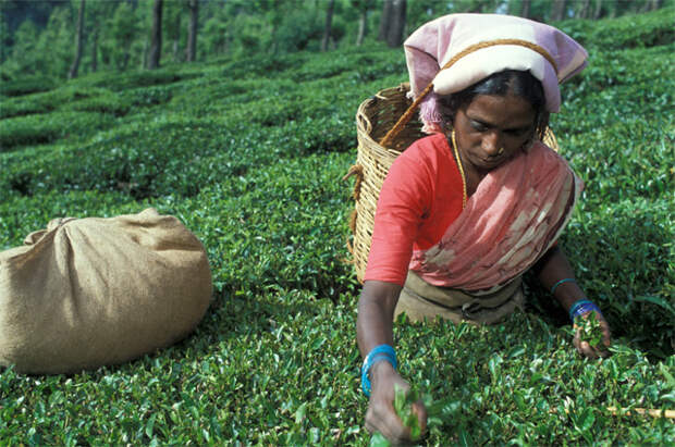 Самый ароматный чай собирается только вручную и только женщинами.