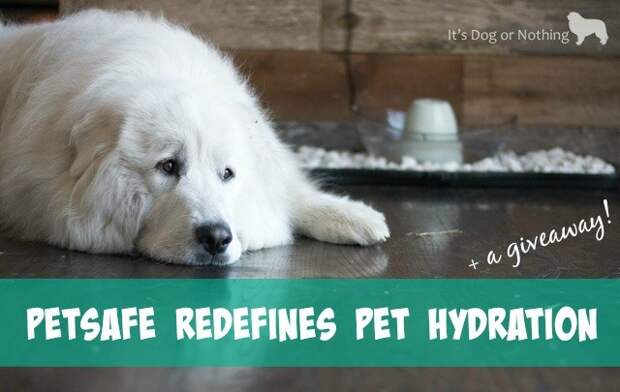 With far too many pets suffering from dehydration, especially during the summer months, we wanted to bring attention to National Pet Hydration Month. With the help of our pals over at PetSafe we were able to transform our mucky water bowl area to a beautiful home accent that even I want to drink out of!