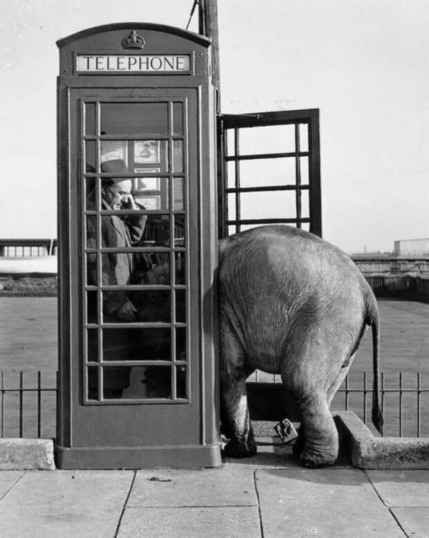 Индийский слонёнок втискивается в британскую телефонную будку, 1955 год.