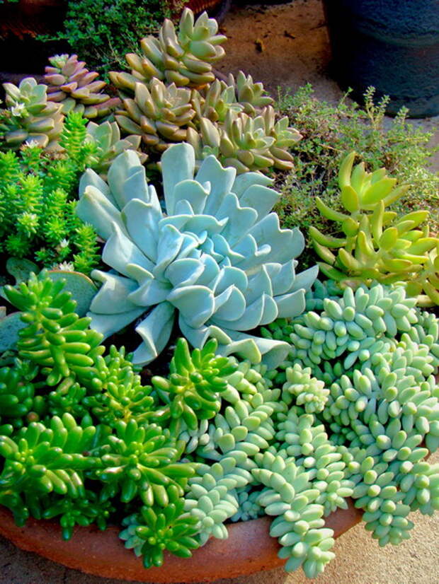 succulent-garden-in-home-and-outdoor4-1.jpg