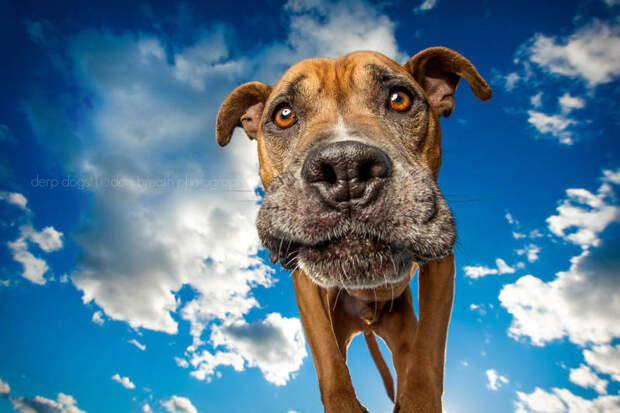 15 ужасно милых собак, которых застали врасплох Выпуск 362 (15 фото)