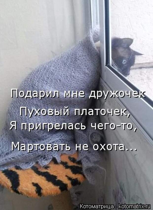 Лучшие котоматрицы недели (50 фото)