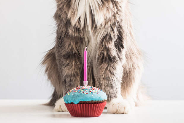 Ветврач Немцева: "собачье пиво" и "кошачье вино" не нужны вашим животным