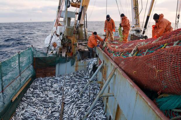 Россия нанесла удар по американской рыбной промышленности