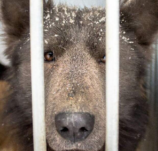 Медвебака необычный пес из приюта Челябинска