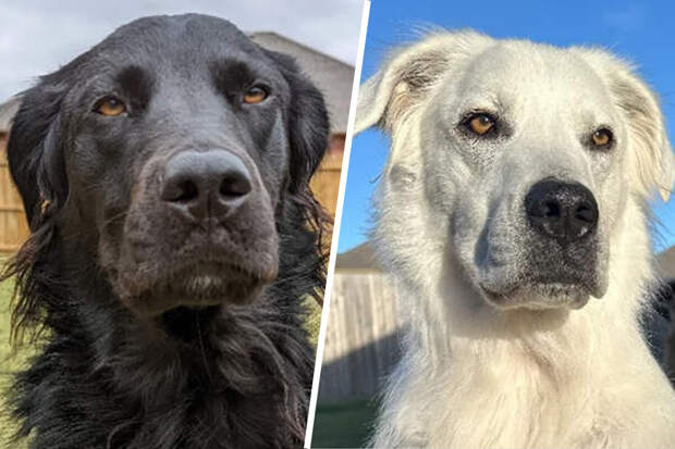 Oddity Central: собака за 2 года сменила черный окрас на белый из-за заболевания витилиго