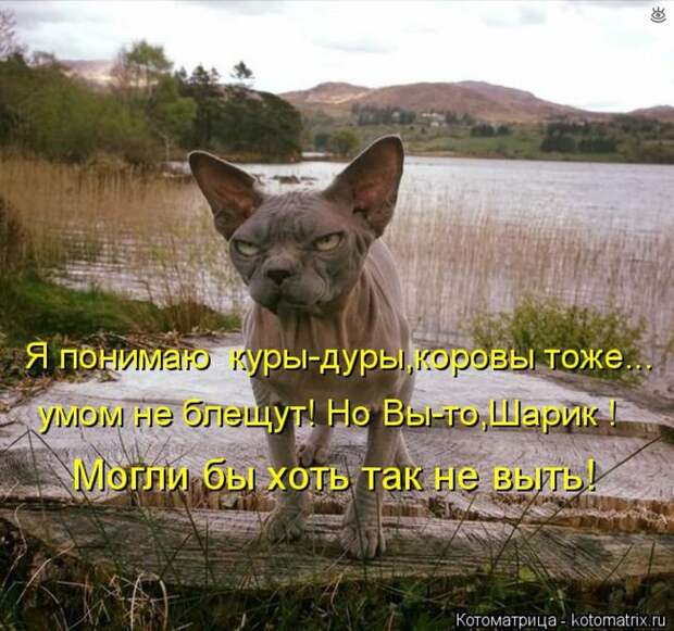 Приколы в котоматрице 4