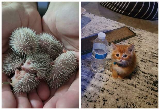 22 фото, в очередной раз доказывающие, что все познается в сравнении