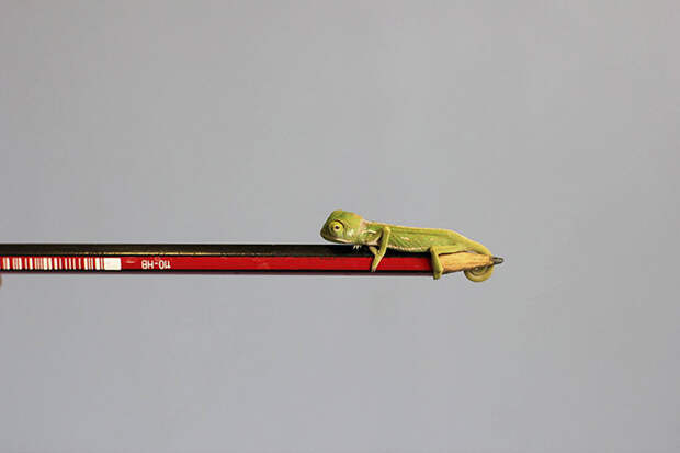 Newly Hatched Baby Chameleon On A Pencil Tip