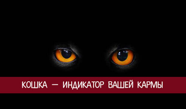 Кошка — индикатор вашей кармы