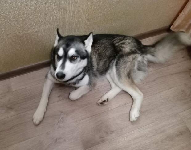 В Новгородской области бродячие собаки переданы в приют