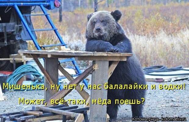 Лучшие котоматрицы недели (50 фото)