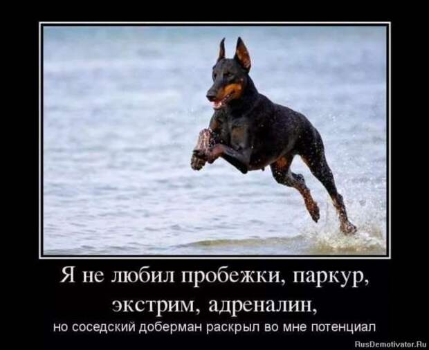 Прикольные демотиваторы с надписями. Подборка chert-poberi-dem-chert-poberi-dem-09300614122020-1 картинка chert-poberi-dem-09300614122020-1