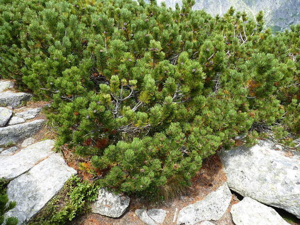 Сосна горная (сосна стланиковая европейская, жереп) (лат. Pinus mugo)