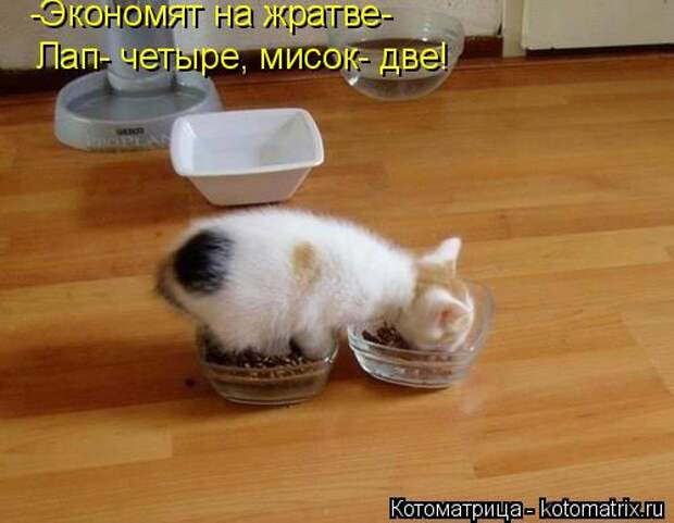 Котоматрица: -Экономят на жратве- Лап- четыре, мисок- две!