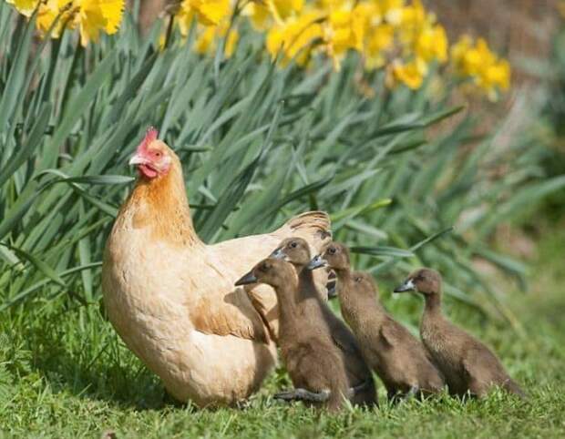 Hilda The Hen Hatches Clutch Of Ducklings After Sitting On Wrong Nest And Now They
