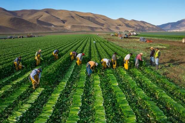 Сбор сельдерея в штате Калифорния осень, сбор урожая
