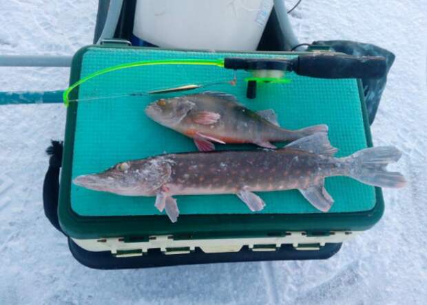 Карельские рыбаки показали как нужно рыбачить в минус 30