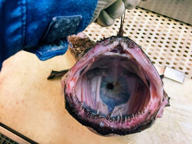 Русский рыбак постит в Твиттере невероятно ужасных глубоководных рыб!