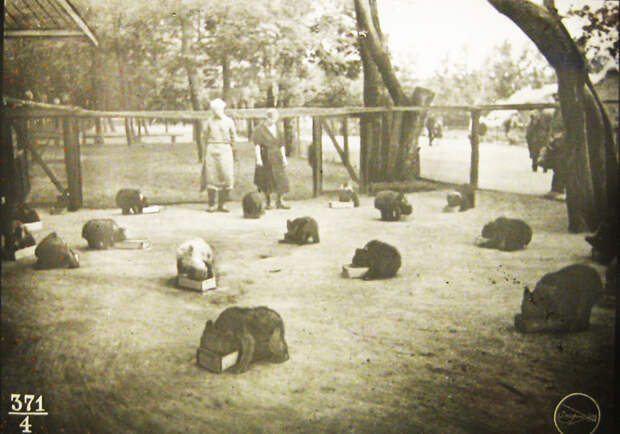 Обед на площадке молодняка. Диапозитив из серии «Мохнатый детский сад», 1937 год животные, зоопарк