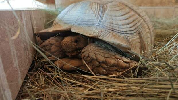 Шпороносая черепаха / Фото: барнаульский зоопарк