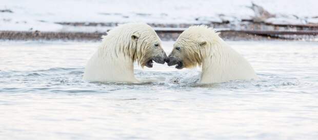 Плант считает, что братья решили помериться силами  аляска, животные, полярный медведь