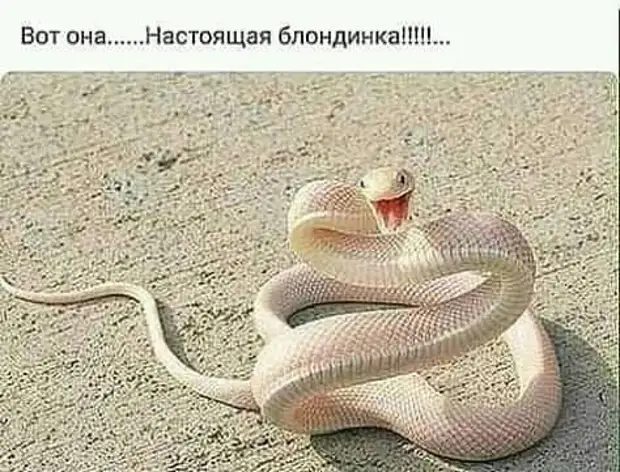 - Папа, а как звали тещу Адама? - У него не было тещи, сынок... Он жил в раю разговаривает, возрасте, ПРОТИВ, Кулакова, колет—, выкидыша, знаешь, черепашка , ребятами, дворе, Орехи, отвечает, такое, трансвестит, кошелька, Знаешь, сынок, точно, пойди, кухню