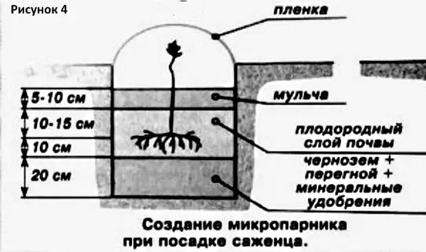 Посадка винограда весной саженцами в открытый. Посадка винограда. Посадка винограда весной. Как правильно посадить виноград. Правильная посадка винограда.