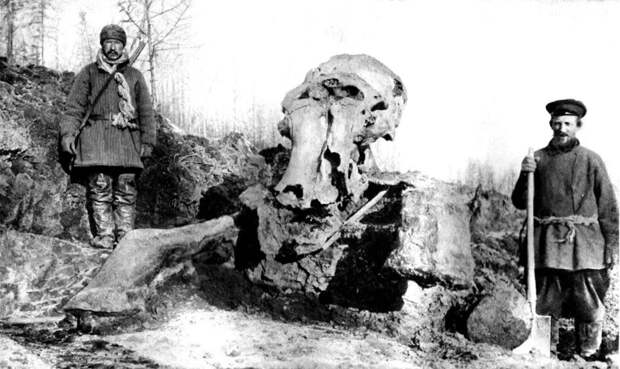Берёзовский мамонт, которого нашли охотники-эвены