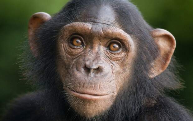 Шимпанзе домашние питомцы, животные, интересное, кошки, самые дорогие, собаки, фото