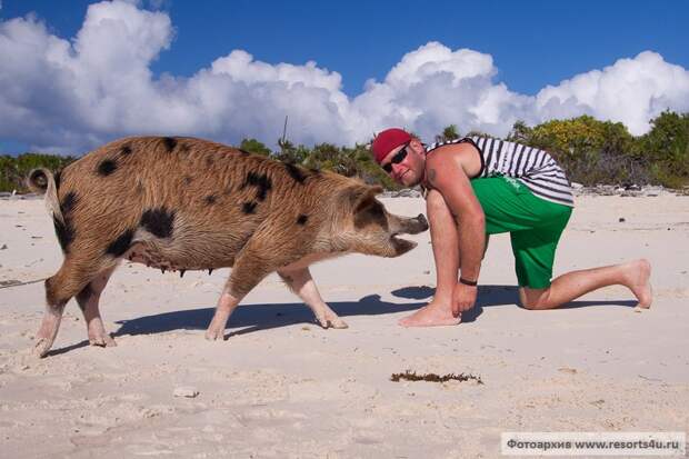 Свиньи на багамском пляже