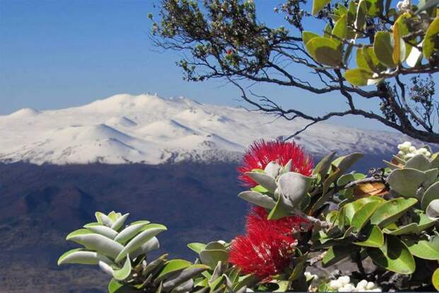 Снегопад на Гавайях (10 фото) Снегопад на Гавайях (10 фото)
