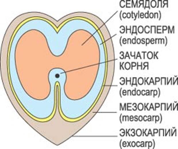 Самый крупный орех
