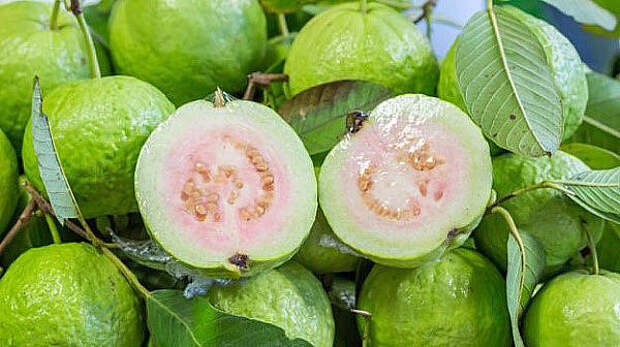 спелые плоды гуавы