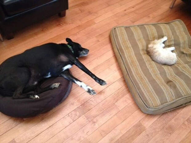 cats-stealing-dog-beds-8-57e0fda95b818__700