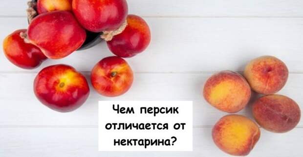 Чем персик отличается от нектарина?