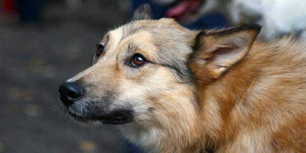 Сбежавшая в Северном Тушине собака нашлась спустя неделю в Красногорске