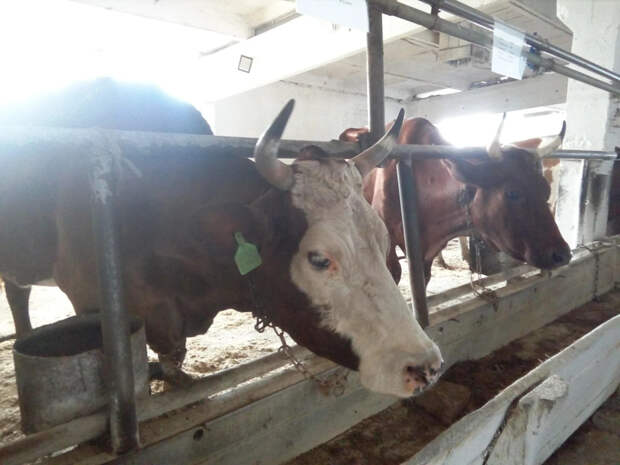 Ъ: Минсельхоз предложил урезать господдержку аграриев с 2027 года