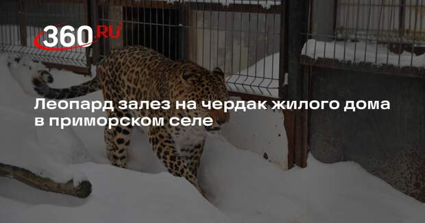 Леопард залез на чердак жилого дома в приморском селе